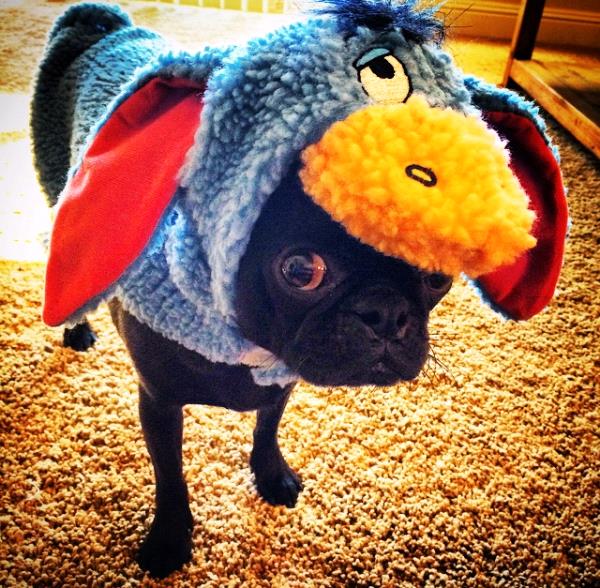 /Images/uploads/PUG NATION RESCUE OF LOS ANGELES/pugnationcalendar/entries/2478thumb.jpg